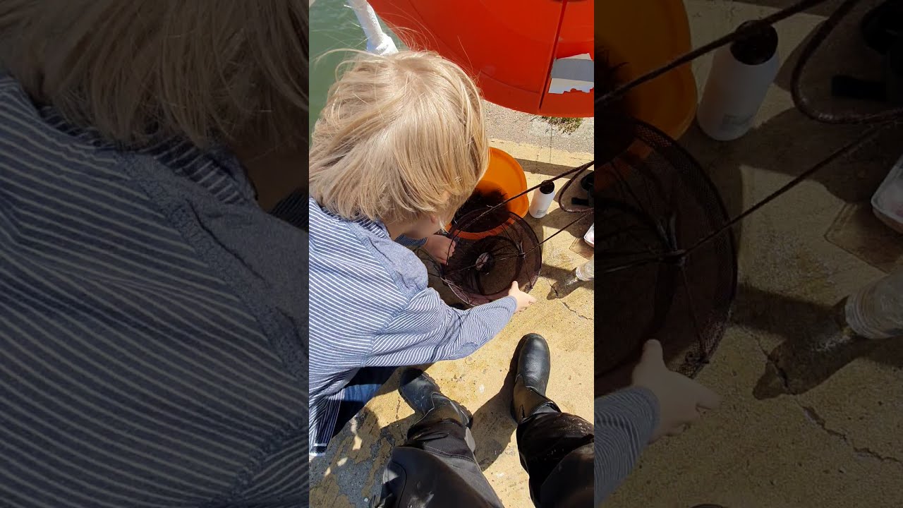 Crabbing, Crab fishing at Whitby using drop nets YouTube