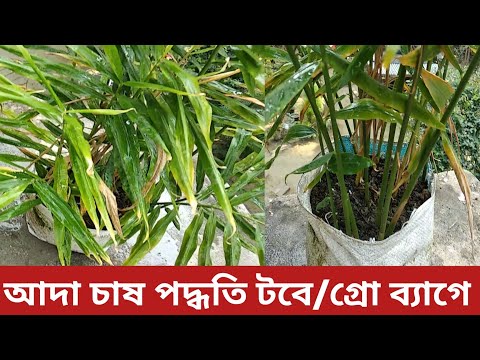 ভিডিও: আদা বাড়ছে? সহজেই