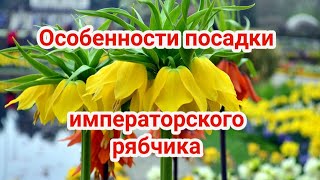 Особенности посадки императорского рябчика