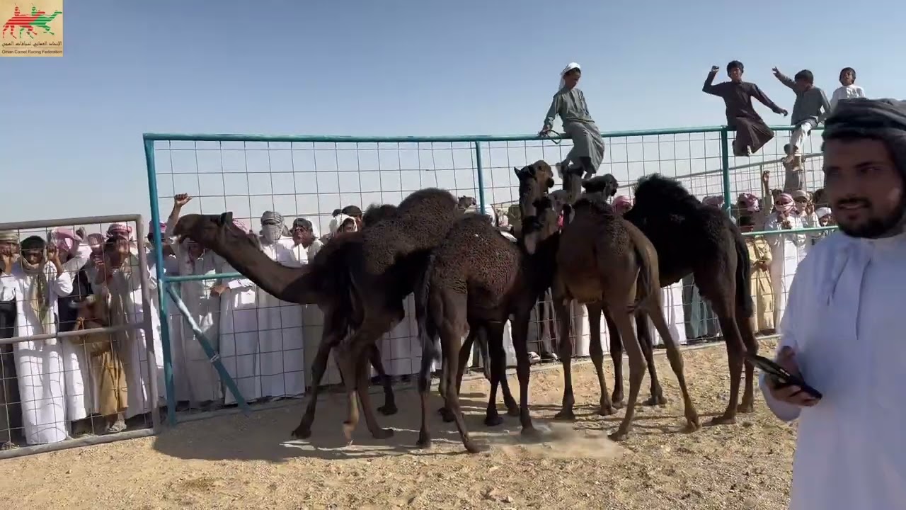 مهرجان السنوي لسباقات الهجن الاهلية للمزاينة بولاية ثمريت ٢٠٢٣ شوط التحدي المفاريد السياره