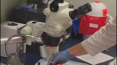 Intravital microscopy of the microcirculation in the mouse brain utilizing a sealed cranial window