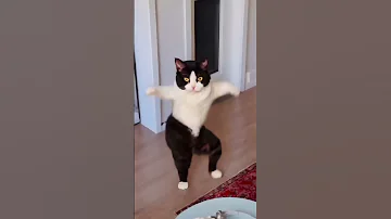 Tom And Jerry Cat Dance رقص القطط القط المضحك قطة كيوت 