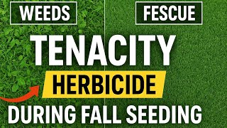 Tenacity + Overseeding: The Perfect Combo for a Weed-Free Fescue Lawn