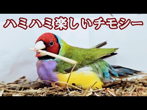老鳥の遊び　うさぎのチモシーで遊ぶコキンチョウ　カラ6才11ヶ月　【鳥の介護】老鳥　全盲　セキセイインコ、オカメインコ、十姉妹、文鳥、コキンチョウ