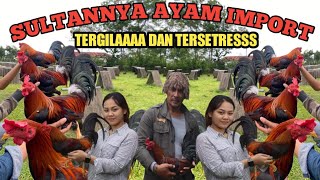 PASAR AYAM TORAJA || TERNYATA SEGINI HARGA AYAM HUTAN DISINI. 