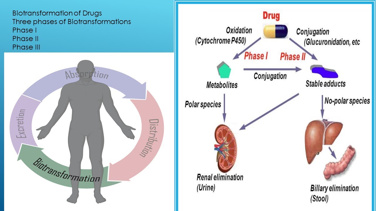 Biotransformation of Drug/Chemical alteration/Alteration/Drug 