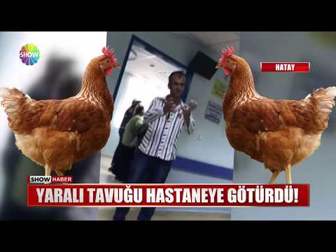 Yaralı tavuğu hastaneye götürdü!