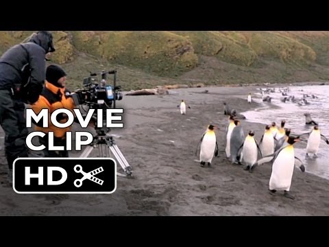Adventures Of The Penguin King Movie CLIP - Directing Penguins (2013) - Nature Documentary HD