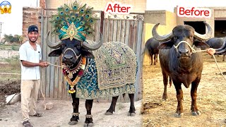 Qurbani Ka Janwar Humne Dulha Bana Diya  Decor 
