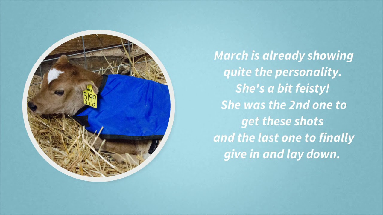 DeHorning - removing horn buds from Miss March