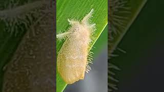 Tussock Moth