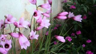 Video flores   lirio