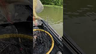 Back flipping Bass #acrobatic #backflip #fishing #fishingshorts #wormfishing #oldschool #kayak #fun