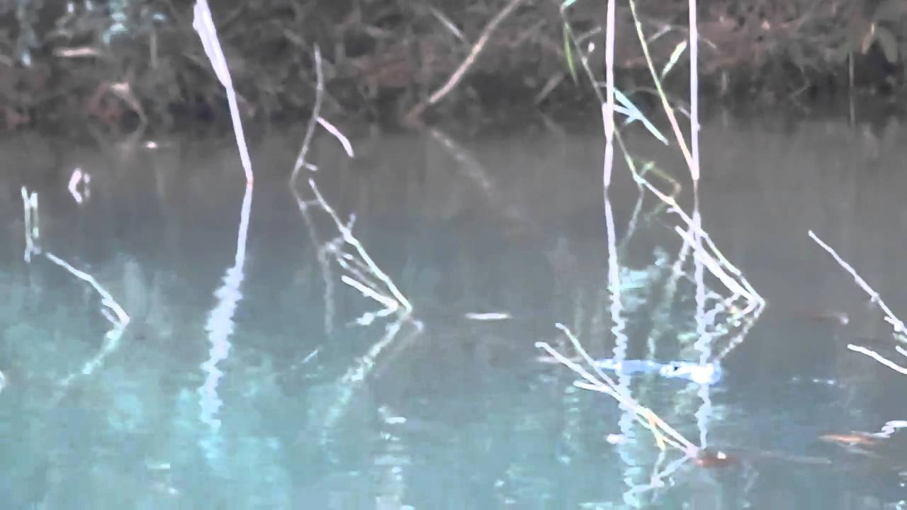 a.h.p.l.コッカク