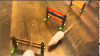 chaotic mouse agility training SD)