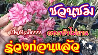 ชวนชมดอกร่วง!!ยังไม่บานเลย ร่วงซะแล้ว แก้ไขอย่างไร #ดอกร่วงยังไม่บาน