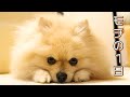 モチの1日の過ごし方【ポメラニアン犬】