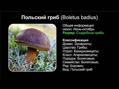 Польский гриб (Boletus badius)