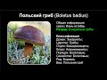 Польский гриб (Boletus badius)