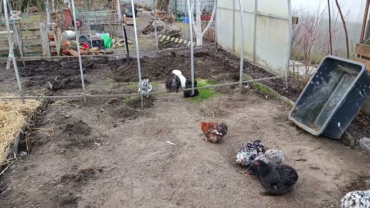 Zimowe cięcie krzaków ozdobnych. Przestawiłem szklarnie. Kury na wolności. 