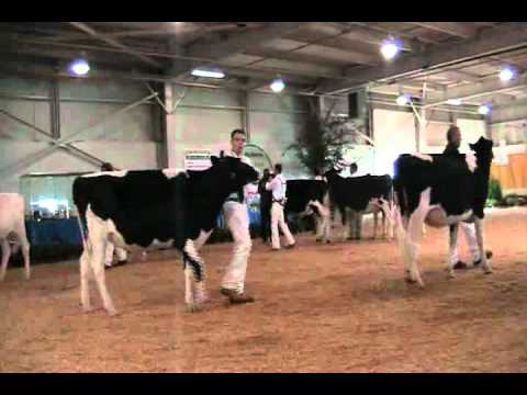 Northeast Fall National - Summer Yearlings