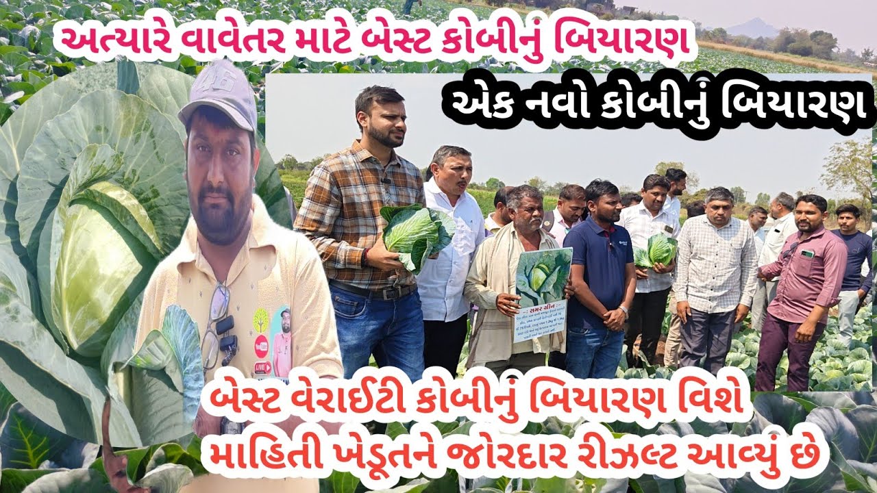 બેસ્ટ વેરાઈટી કોબી બિયારણ વિશે માહિતી | અત્યારે વાવેતર માટે કોબીનું બિયારણ | એક નવું કોબીનું બિયારણ 