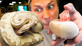 CUTTING THE CRAZIEST SNAKE EGGS OF THE YEAR!! AMAZING RESULTS!! | BRIAN BARCZYK