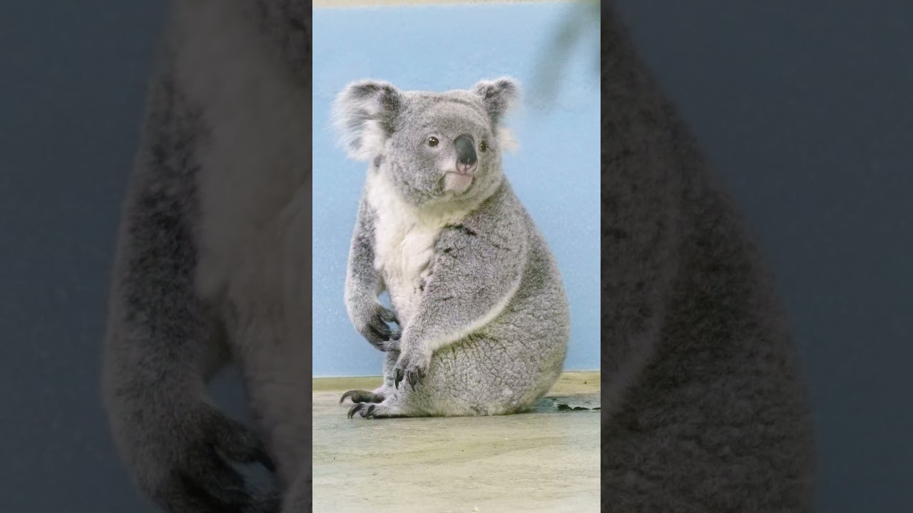 [koala-log] キョロキョロあずまちゃん👀🐨🍠 #koala #cute  #animals #azuma #コアラ #あずま #多摩動物公園 #無尾熊 #코알라 #아즈마