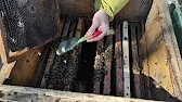 Роелов