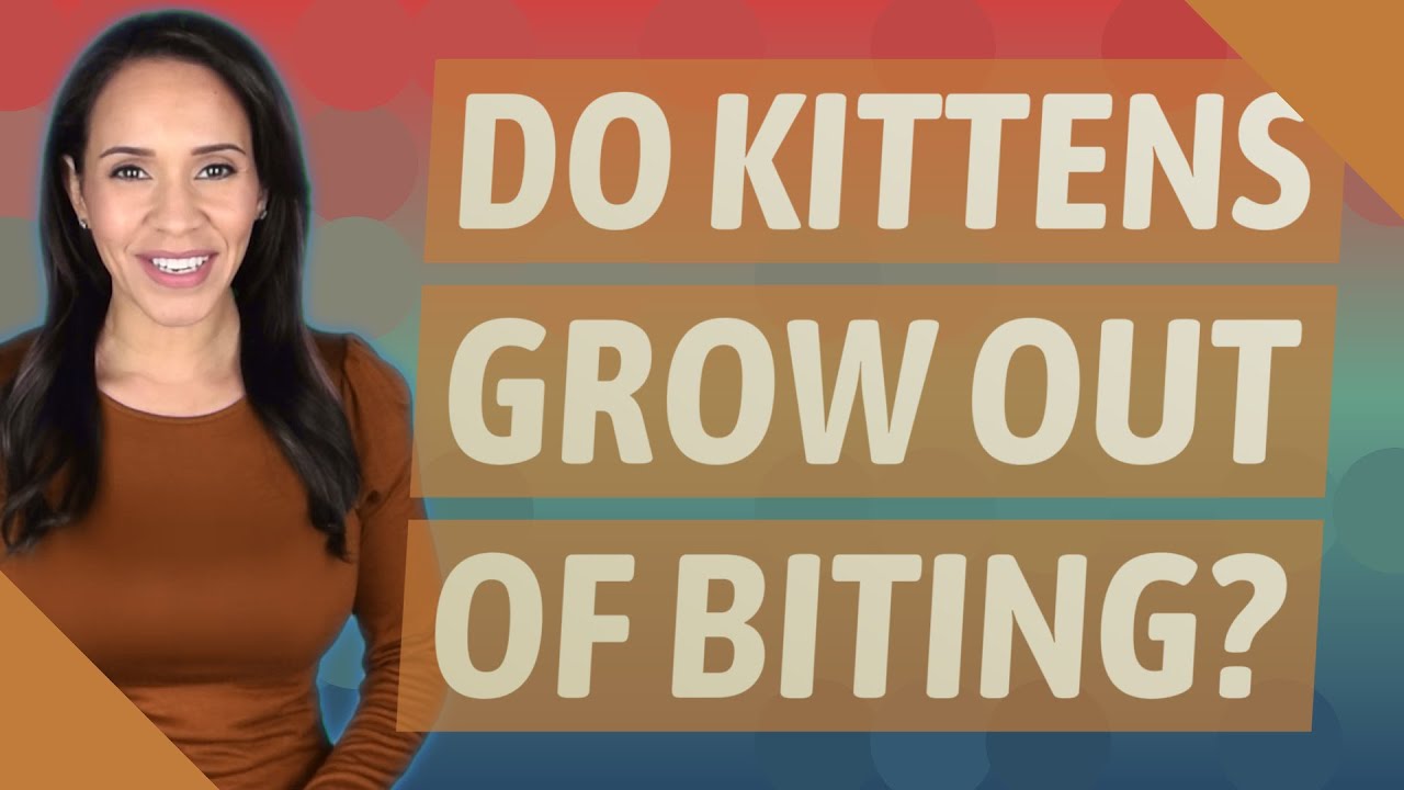 Do kittens grow out of biting? YouTube