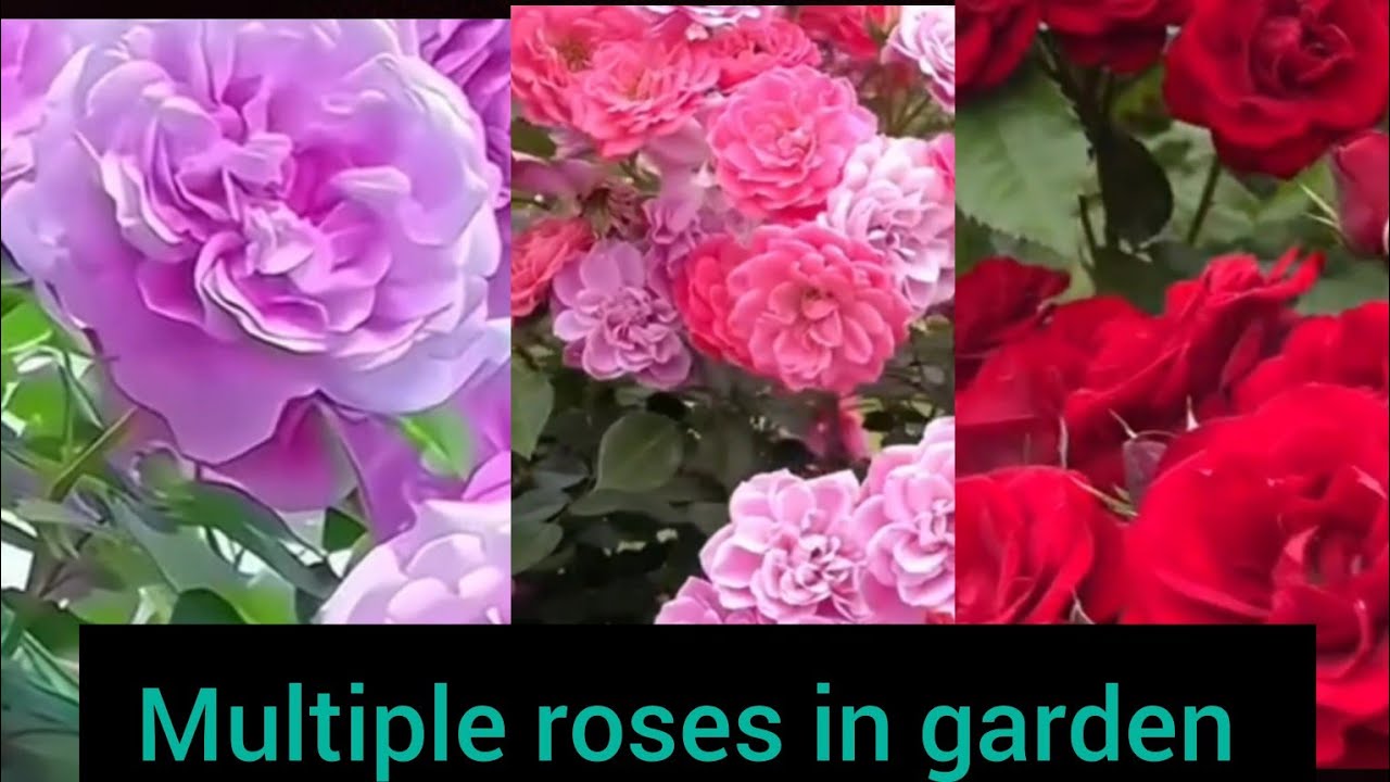 Colour full flowers in garden|pink,red, white rose and multiple roses 💛 ...
