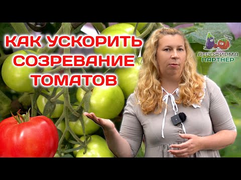 Как ускорить созревание томатов огород томаты