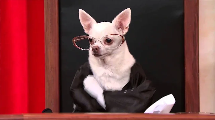 #RealAnimalsFakePaws - Supreme Court and the Gay Marriage Hearing