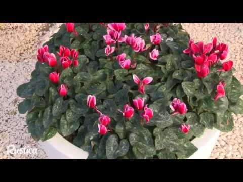 Vidéo: Propagation des plantes de cyclamen - Comment propager le cyclamen