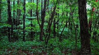 숲이 주는 휴식과 위로 ASMR 3H | 나뭇잎에 내리는 시원한 빗소리에 치유. 불면증 끝 백색소음
