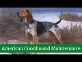 How to Take Care of an American Coonhound || American Coonhound Maintenance and Grooming