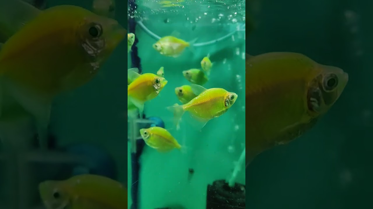 Green Widow Tetra Fish 🐠Available now at Saini Fish Aquarium Shop 🏪📍 Phagwara📞 9815272871