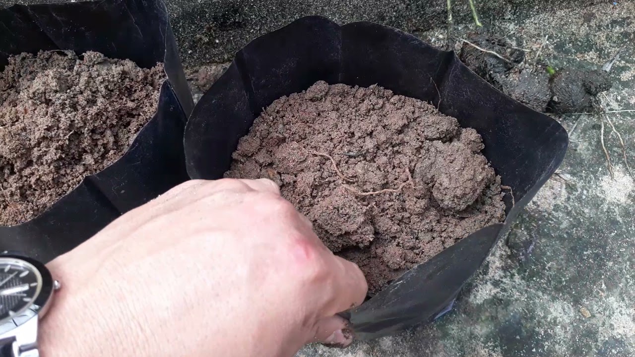 ⏱Sau 2 tháng thí nghiệm ƯƠM CAU và cái kết. Mời mọi người cùng xem và góp ý. Đăng ký Kênh nhé