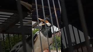 Download Lagu sehebat inikah jalak anda? MP3