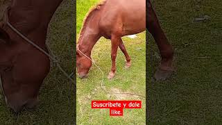 Caballo comiendo. Caballo comiendo.
