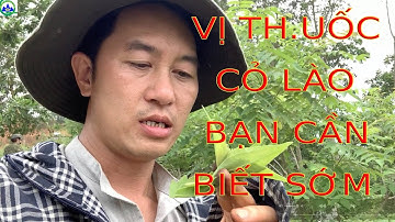 Vị Cây Cỏ Lào Bạn Cần Biết Tác Dụng #colao