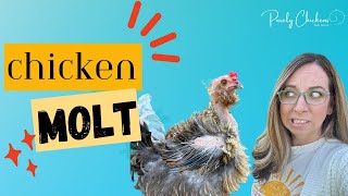 Chicken Molt: Purelychicken's guide to dealing with the fall molt