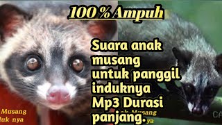 Suara anak musang panggil induknya. #anakmusang #suaraanakmusang