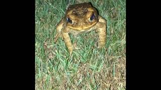 Giant Hawaiian Toad try’s to bite me