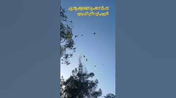 تلاوة خاشعة تلامس القلوب 🌻✨💛#تلاوة_خاشعة #القرآن_الكريم