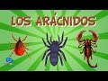 LOS ARÁCNIDOS | Vídeos Educativos para Niños