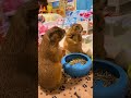 Is this prairie dog living his best snack life? 🐾🥕