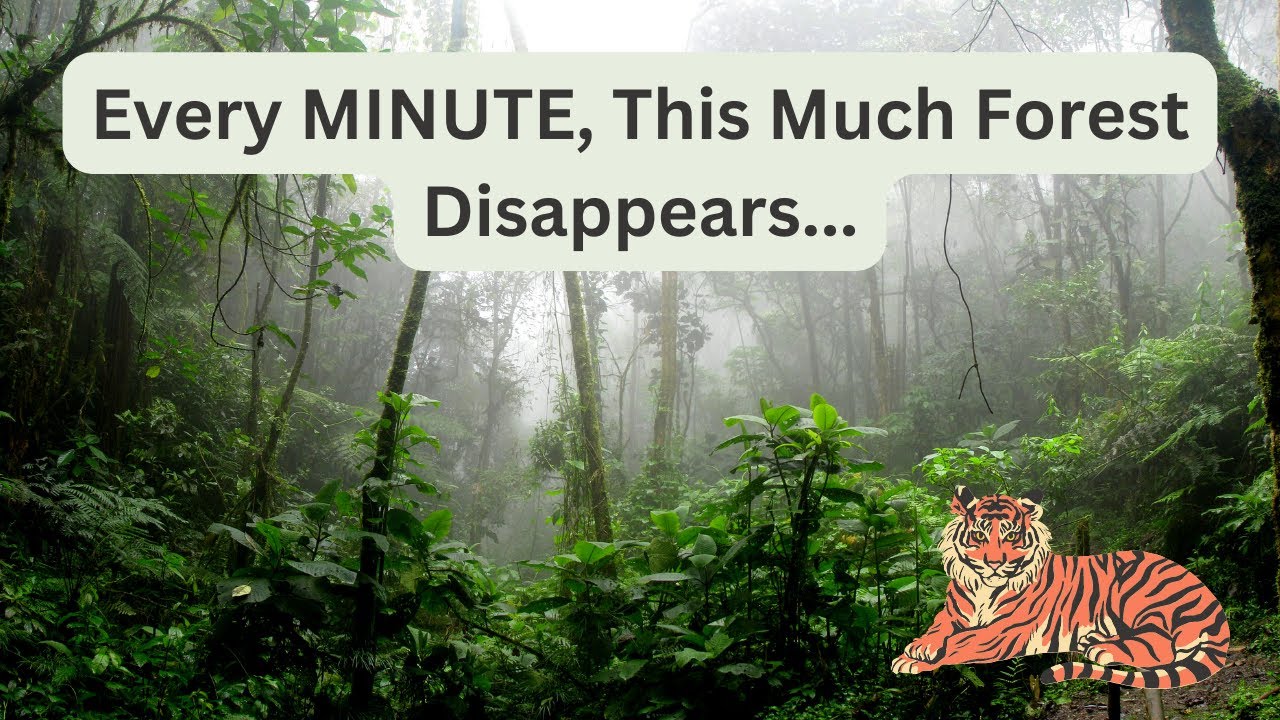 Every MINUTE, This Much Forest Disappears... Shocking Reality Exposed ...