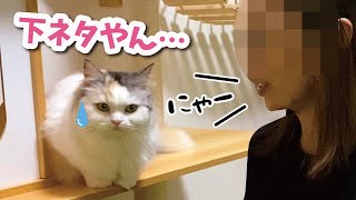 人間が猫語を話したら猫がしっかり翻訳してくれました【おしゃべりする猫】 【猫アテレコ】