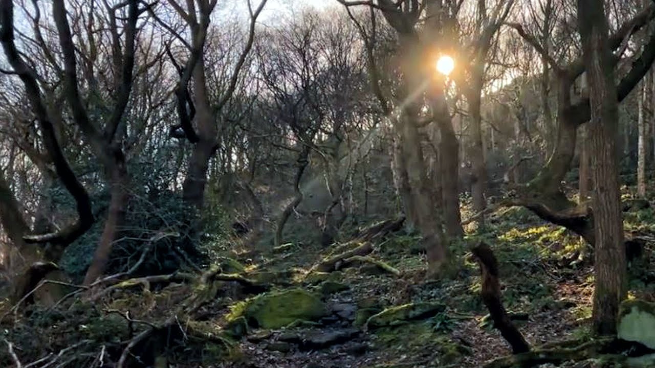 ASMR chill out sounds and a walk in the forest - YouTube